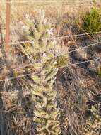 Echium glomeratum Poir.的圖片