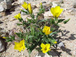 Image of pinyon blazingstar