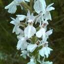 Image of Dactylorhiza maculata subsp. elodes (Griseb.) Soó