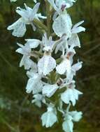 Dactylorhiza maculata subsp. elodes (Griseb.) Soó的圖片