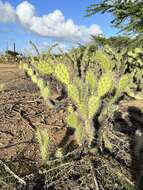 Image of Opuntia caracassana Salm-Dyck