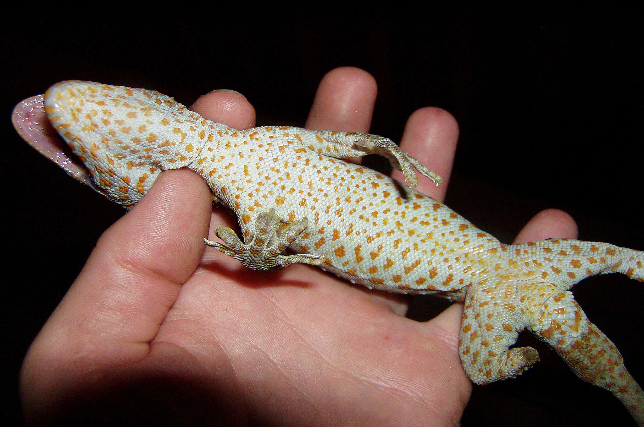 Imagem de Gekko gecko (Linnaeus 1758)