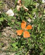 Image of Papaver oreophilum Rupr.