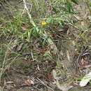 Image of Acmella grandiflora var. brachyglossa (Benth.) R. K. Jansen