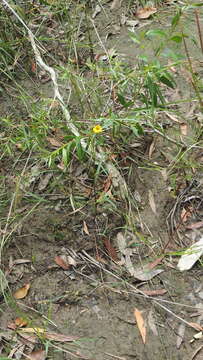 Image of Acmella grandiflora (Turcz.) R. K. Jansen