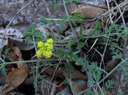 Image of desert biscuitroot