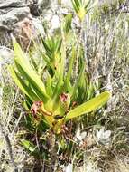 Image of Angraecum sororium Schltr.