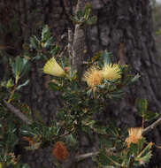 Sivun Banksia sessilis (Knight) A. R. Mast & K. R. Thiele kuva