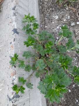 Imagem de Potentilla sericea L.