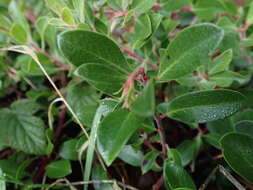 Image of manzanita