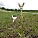 Image de Penstemon guadalupensis Heller