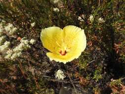 Image of Weed's mariposa lily