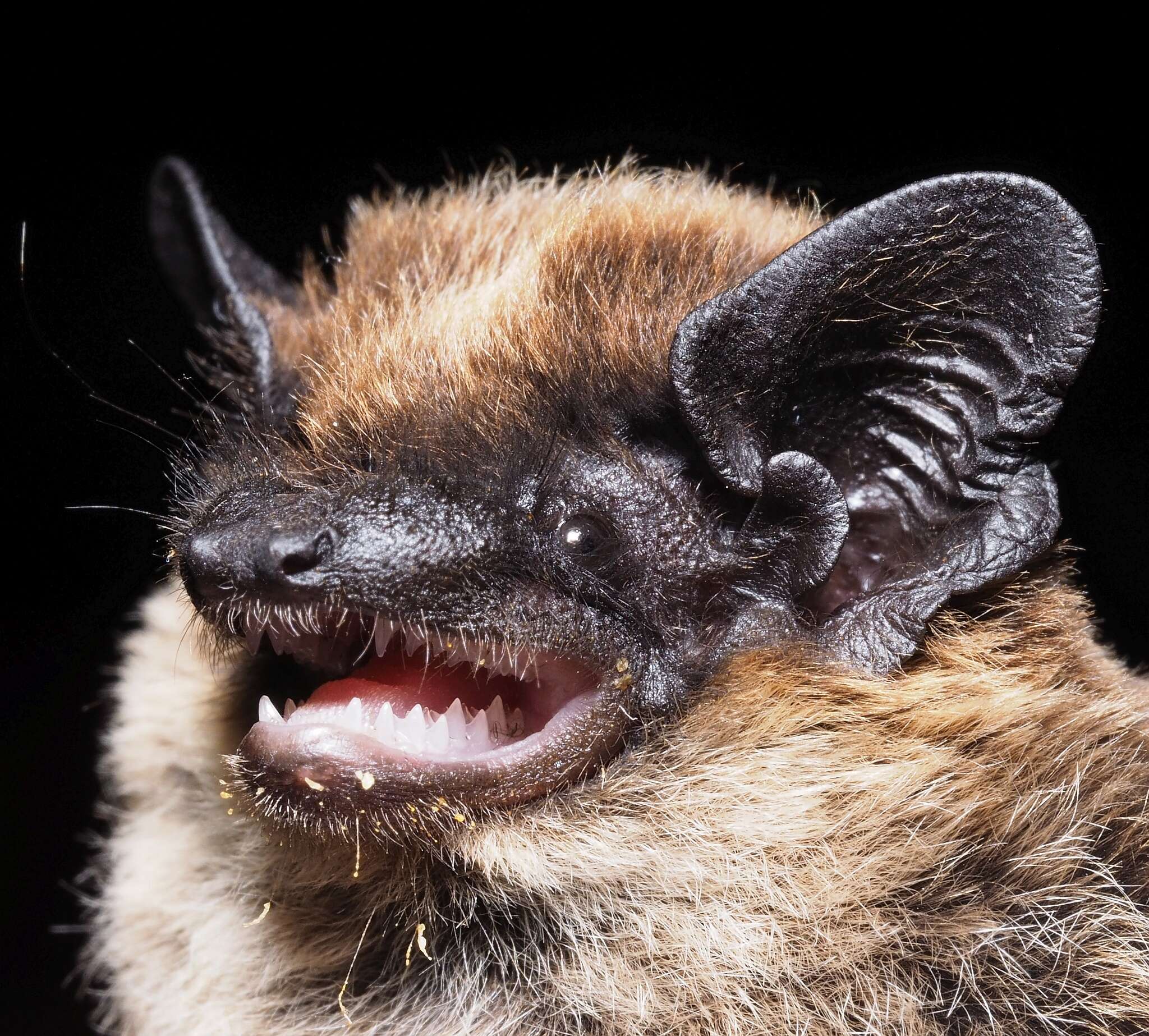 Image of Savi's Pipistrelle