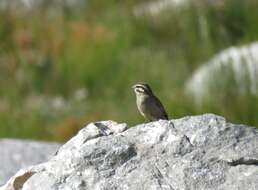 Image of Cape Bunting