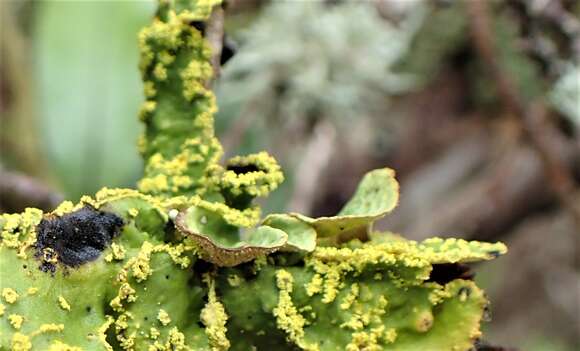 Image of Pseudocyphellaria mallota (Tuck.) H. Magn.