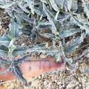 Image de Asclepias prostrata W. H. Blackw.