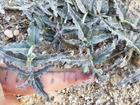 Image de Asclepias prostrata W. H. Blackw.