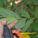 Sivun Xylopia macrantha Triana & Planch. kuva