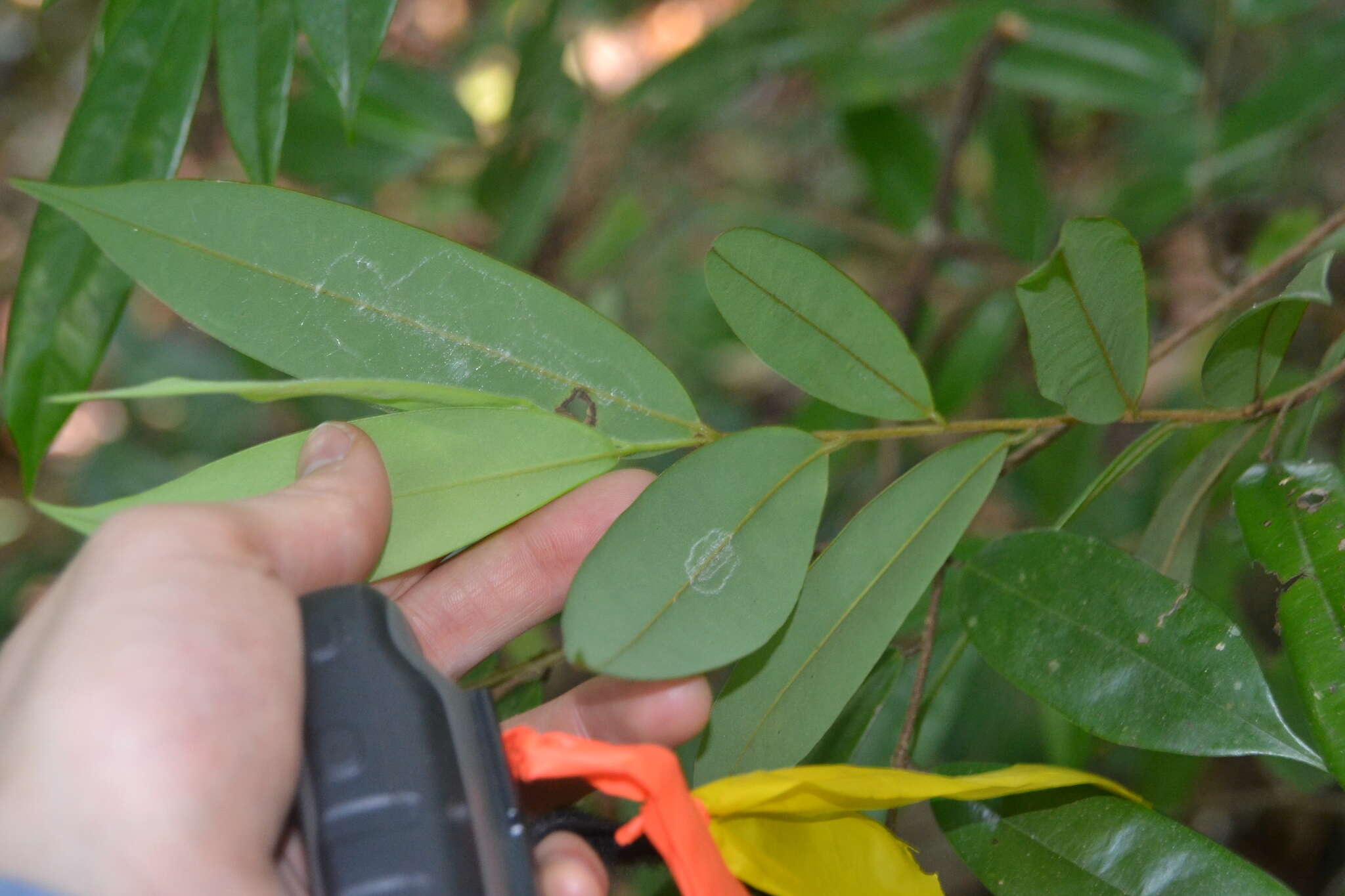 Image of Xylopia macrantha Triana & Planch.