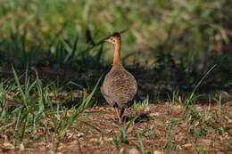 Image of Rhynchotus Spix 1825