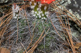 Image of Hedgehog Cactus