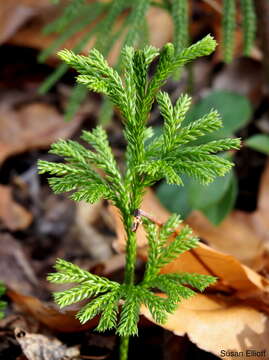 Image de Dendrolycopodium obscurum (L.) A. Haines