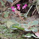 Image of Oreocharis auricula (S. Moore) C. B. Clarke