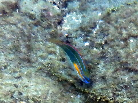 Image of Blue-ribbon wrasse