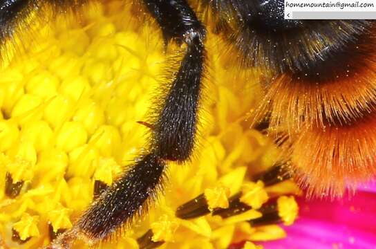 Image de Bombus coreanus (Yasumatsu 1934)