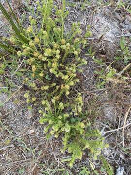 Image of Thesium scabrum L.