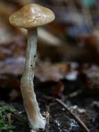 Agrocybe acericola (Peck) Singer 1950 resmi