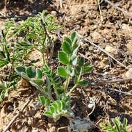 Imagem de Astragalus desereticus Barneby