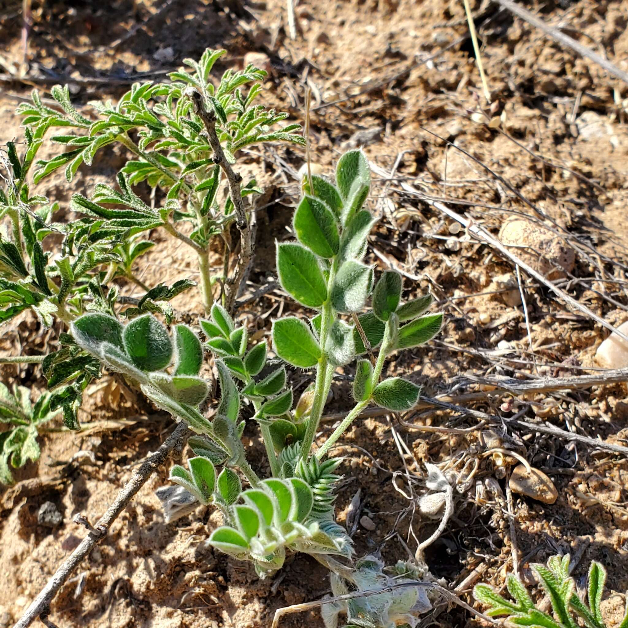 Imagem de Astragalus desereticus Barneby