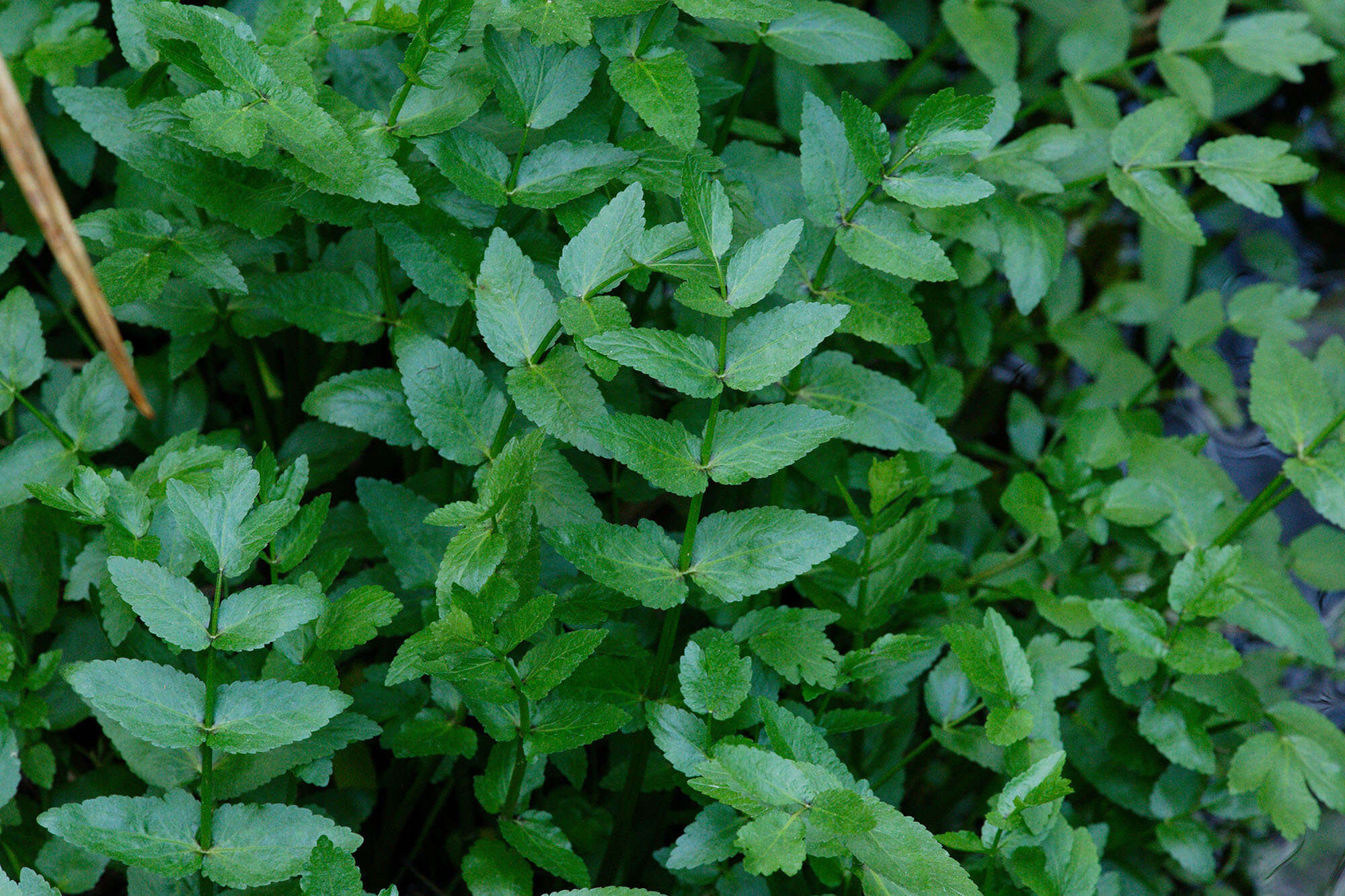 Image of Fool's-Watercress