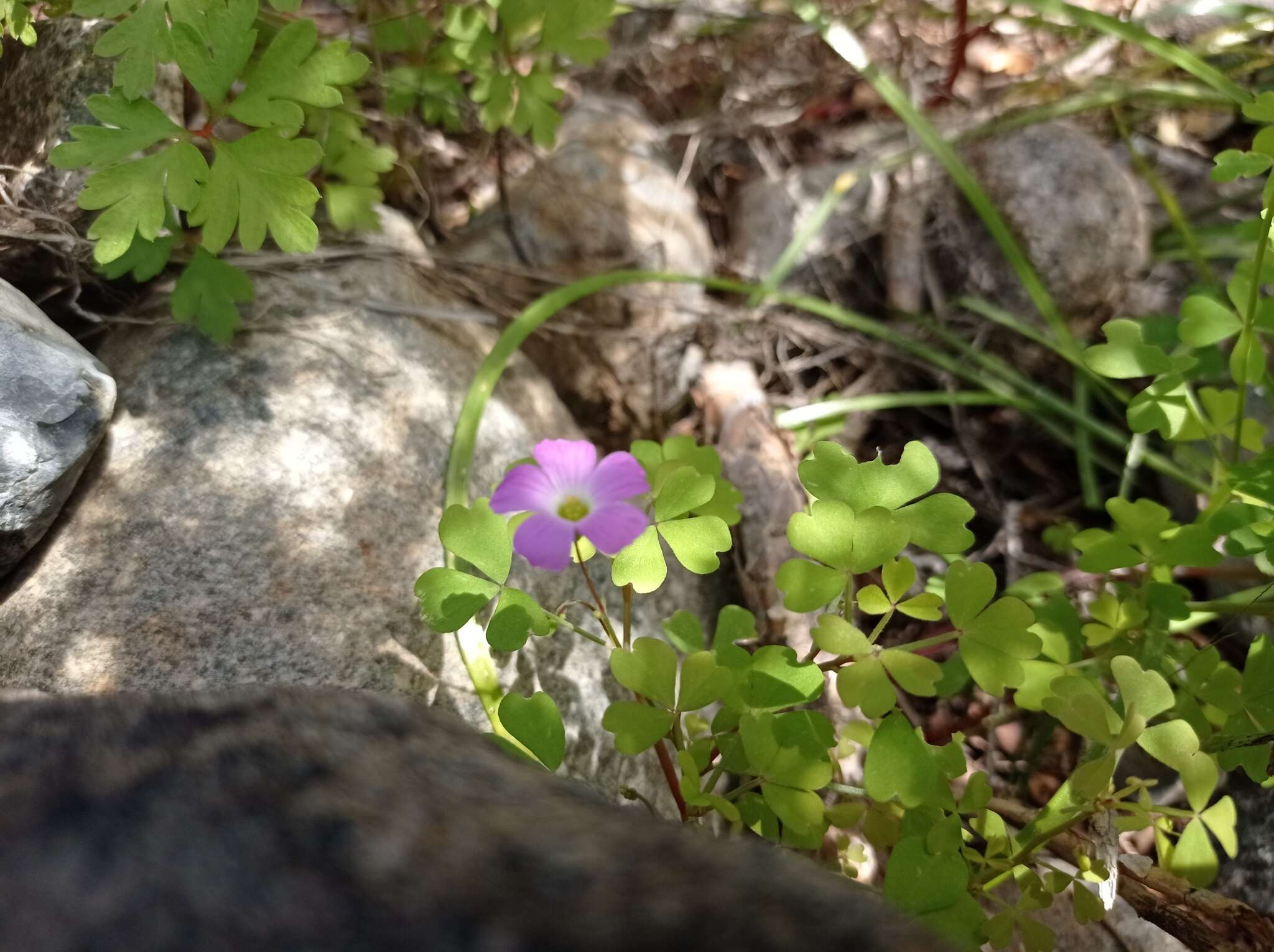 Imagem de Oxalis rosea Jacq.