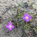 Image of Malcolmia triloba (L.) Spreng.