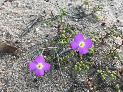 Image de Malcolmia triloba (L.) Spreng.