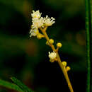 Слика од Croton linearis Jacq.