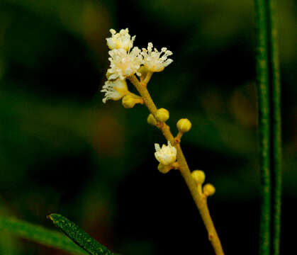 Слика од Croton linearis Jacq.