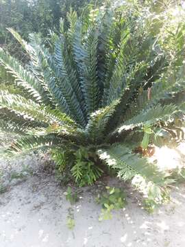 Слика од Encephalartos ferox G. Bertol