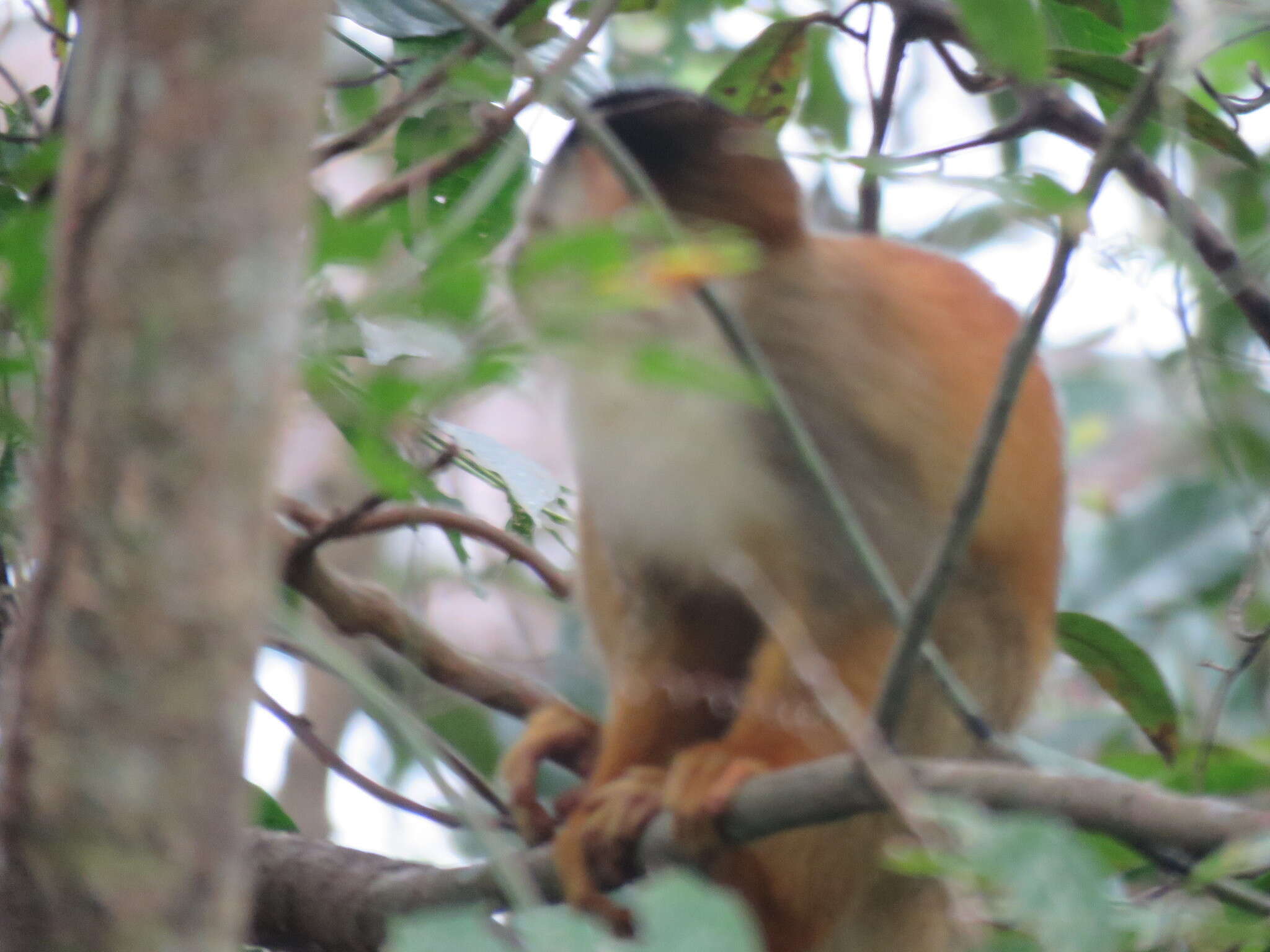 Image of Central American Squirrel Monkey