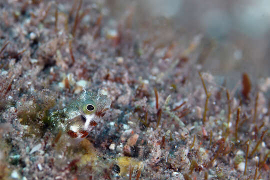 Image of Spiny blenny