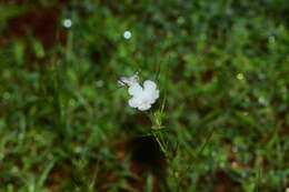 Image of Rhamphicarpa fistulosa (Hochst.) Benth.