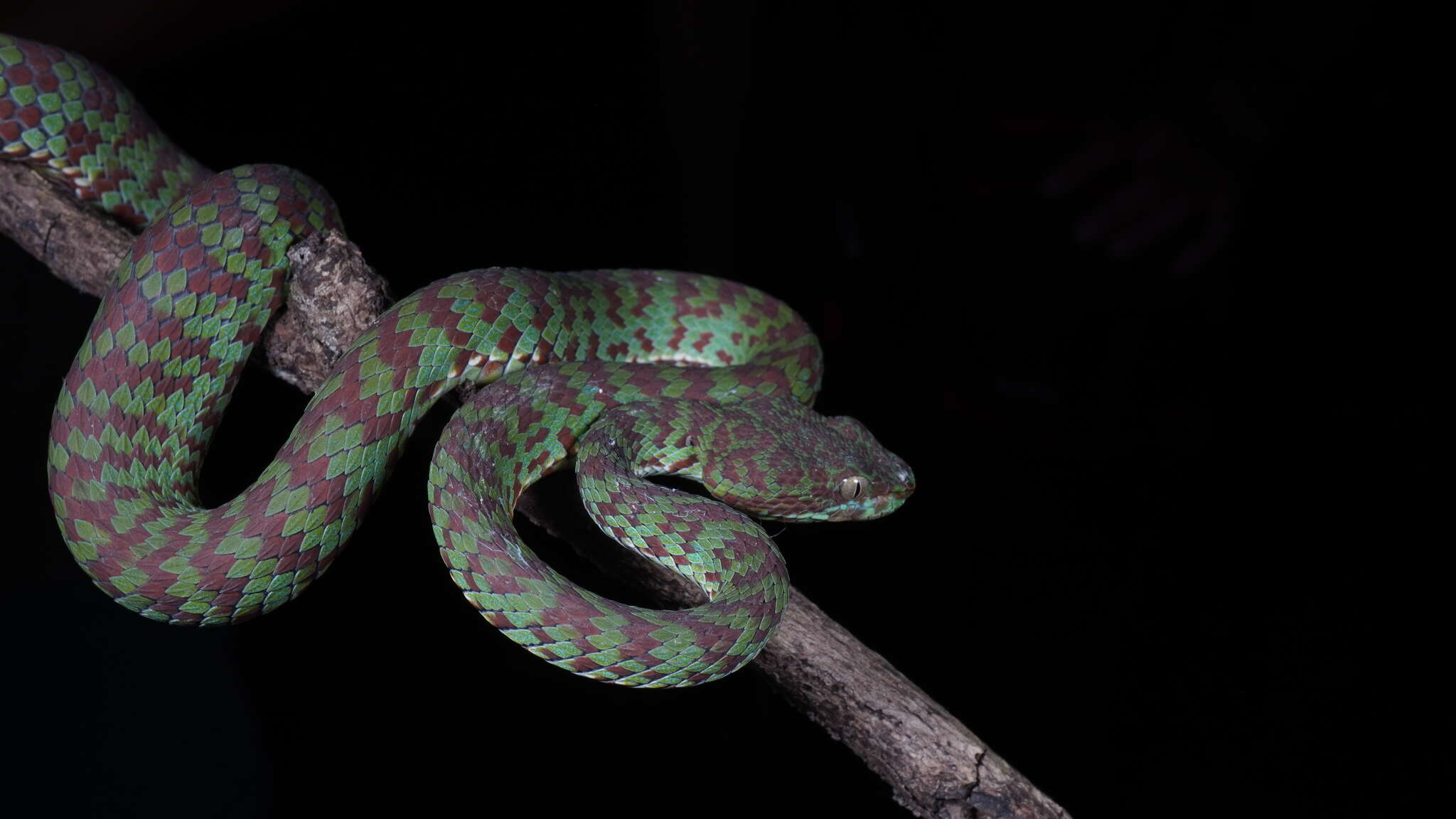 Image of Beautiful pitviper