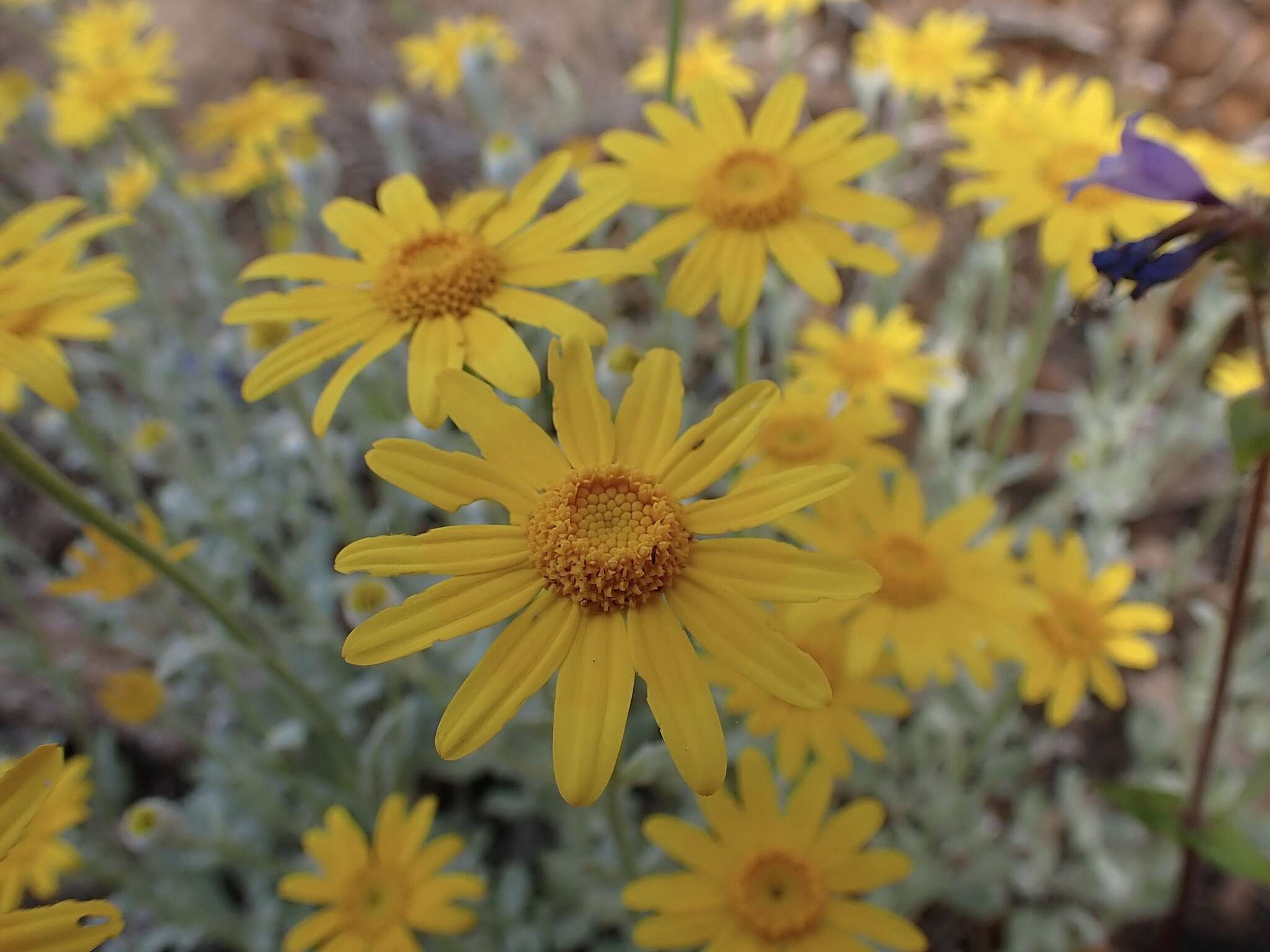 Image of common woolly sunflower