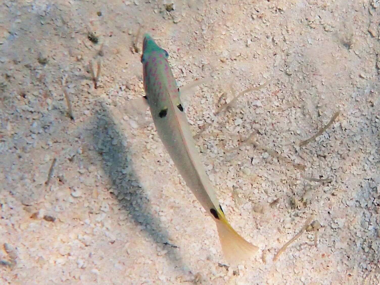 Image of Threespot wrasse