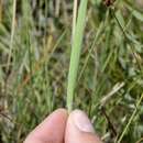 Image of Digitaria tricholaenoides Stapf