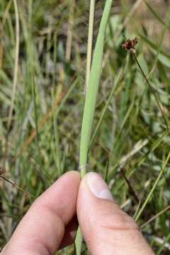 Image of Digitaria tricholaenoides Stapf