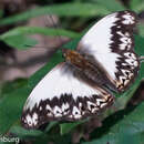 Imagem de Cymothoe herminia johnstoni Butler 1902