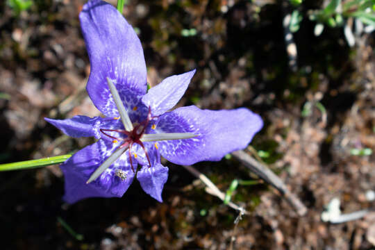 Image of Tigridia durangensis Molseed ex Cruden